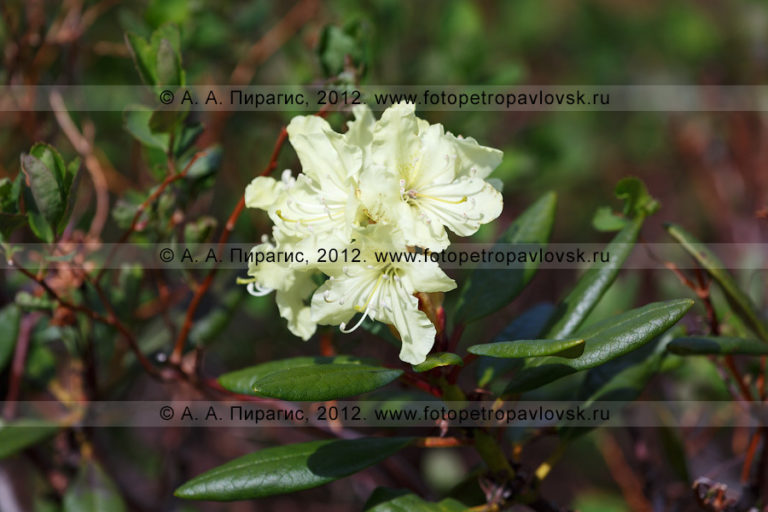 Рододендрон Камчатский Rhododendron camtschaticum